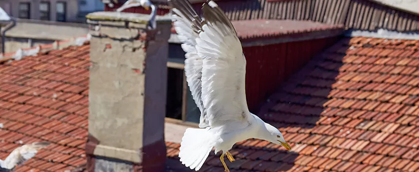 Residential Chimney Animal Removal Solution in Groveton, VA