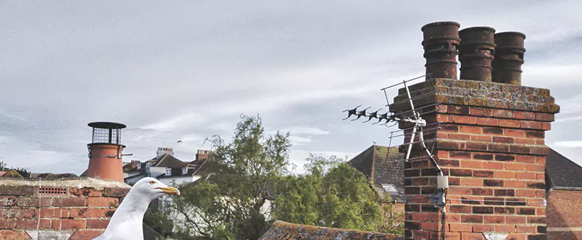 Chimney Cleaning And Restoration in Groveton, Virginia